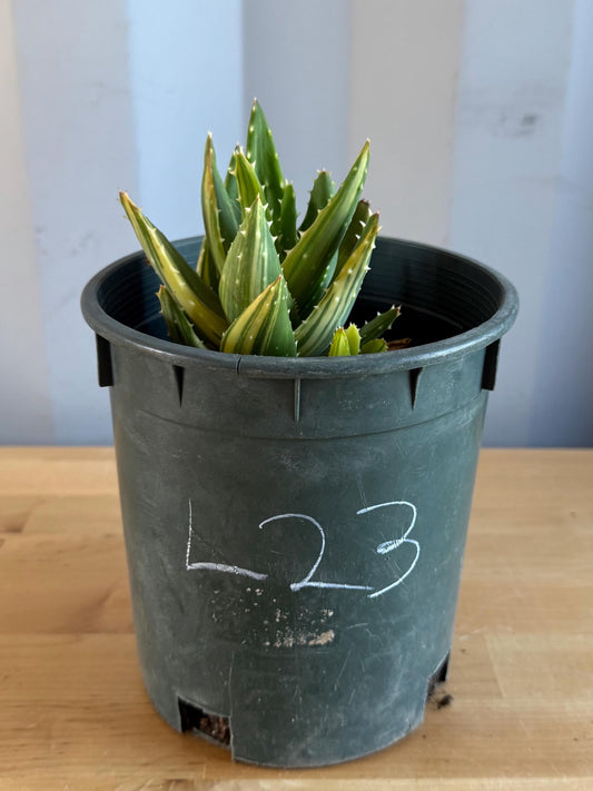 Golden Toothed Aloe (L23) | Variegated Aloe nobilis