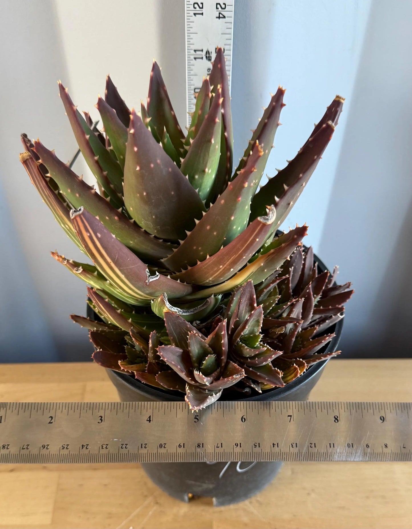Golden Toothed Aloe (L90) | Variegated Aloe nobilis