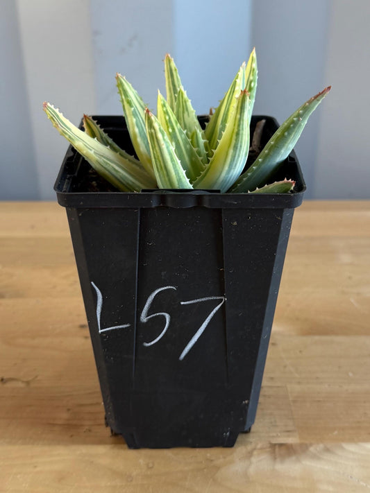 4-inch Golden Toothed Aloe (L57) | Variegated Aloe nobilis