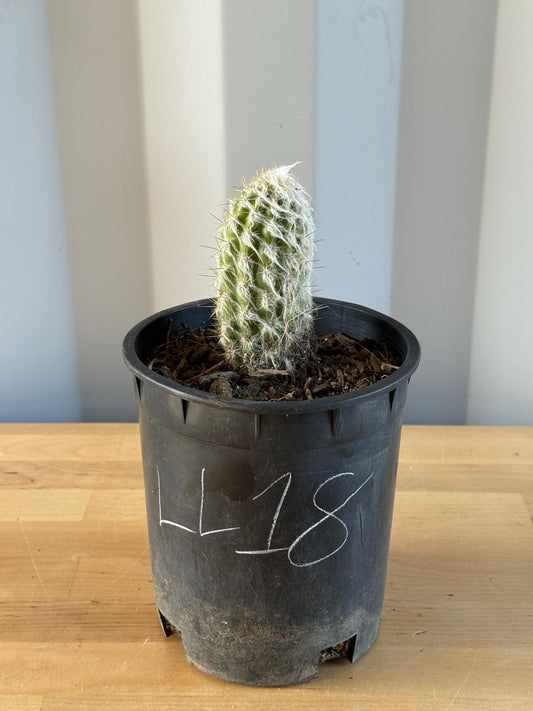 Old Man of the Andes | Oreocereus doelzianus LL18
