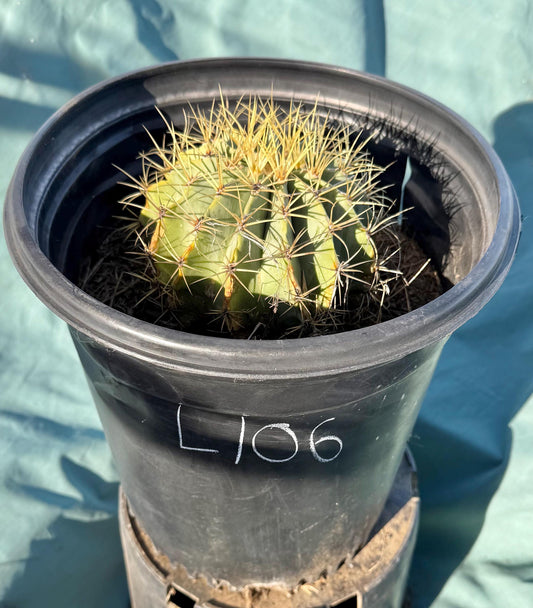 Glaucous Barrel Cactus (L106) | Ferocactus glaucescens