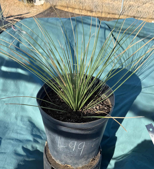 5gal Mexican Grass Tree (L99) | Dasylirion longissimum