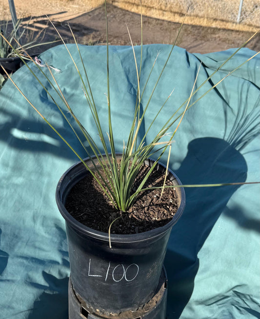 5gal Mexican Grass Tree (L100) | Dasylirion longissimum
