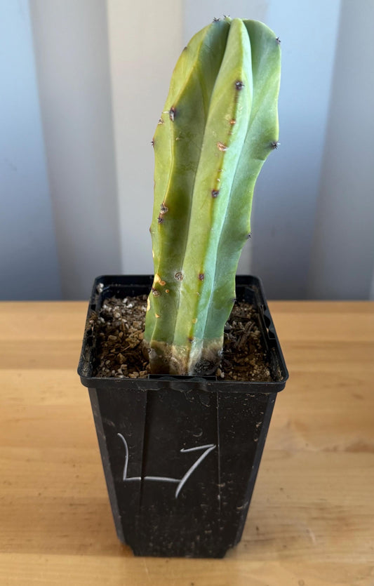 Myrtillocactus geometrizans (L7)