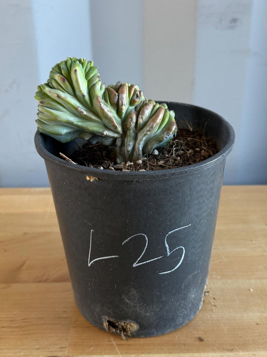UNIQUE Crested Cactus | Myrtillocactus geometrizans ‘cristata’ (L25)