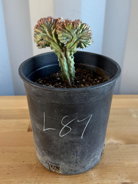 UNIQUE Crested Cactus | Myrtillocactus geometrizans ‘cristata’ (L87)
