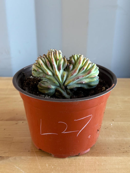 UNIQUE Crested Cactus | Myrtillocactus geometrizans ‘cristata’ (L27)