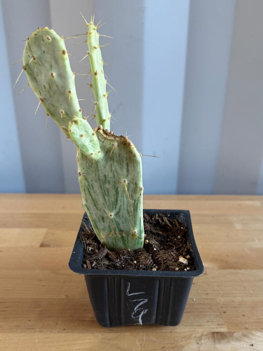 Variegated Prickly Pear (L79) | Opuntia White Variegated Form