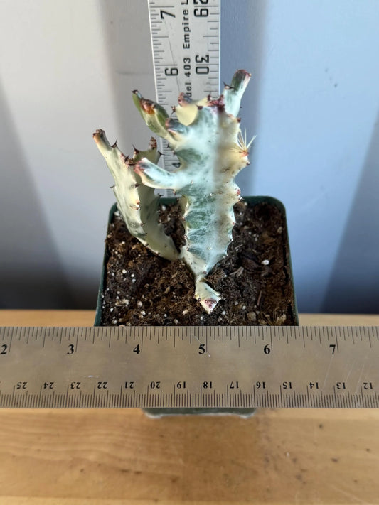 4-inch ‘Dragon Bones’ | Euphorbia lactea variegata ‘White Ghost’ (L66)