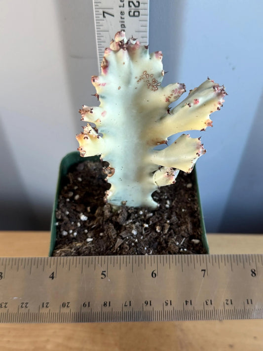 4-inch ‘Dragon Bones’ | Euphorbia lactea variegata ‘White Ghost’ (L69)
