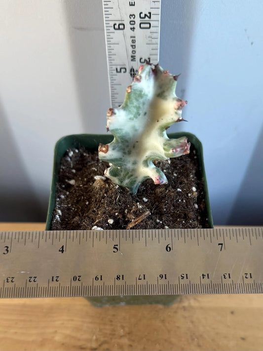 4-inch ‘Dragon Bones’ | Euphorbia lactea variegata ‘White Ghost’ (L72)