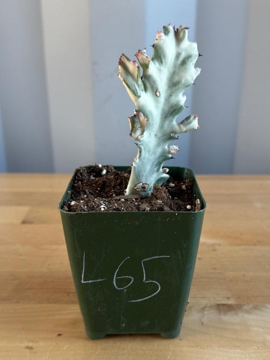 4-inch ‘Dragon Bones’ | Euphorbia lactea variegata ‘White Ghost’ (L65)