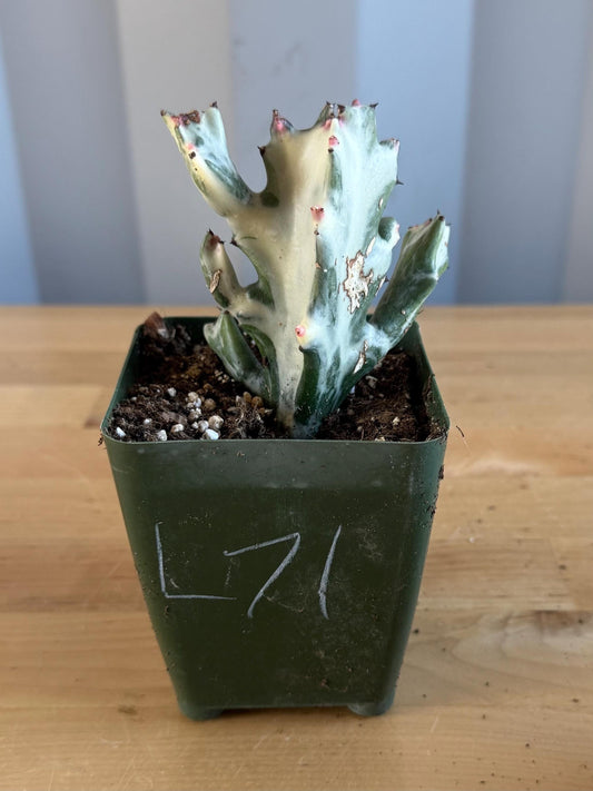 4-inch ‘Dragon Bones’ | Euphorbia lactea variegata ‘White Ghost’ (L71)