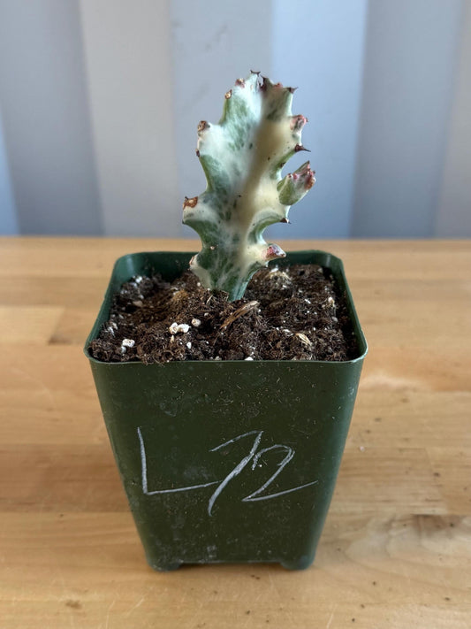 4-inch ‘Dragon Bones’ | Euphorbia lactea variegata ‘White Ghost’ (L72)