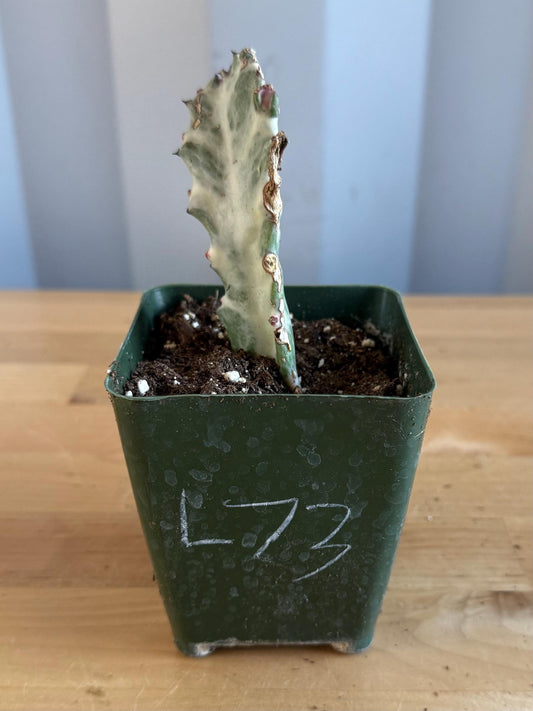 4-inch ‘Dragon Bones’ | Euphorbia lactea variegata ‘White Ghost’ (L73)