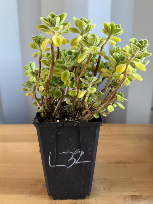 4-inch Vicks Plant | ‘Plectranthus tomentosa’ (L32)