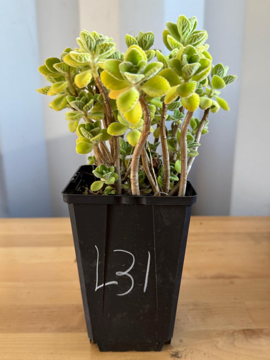 4-inch Vicks Plant | ‘Plectranthus tomentosa’ (L31)