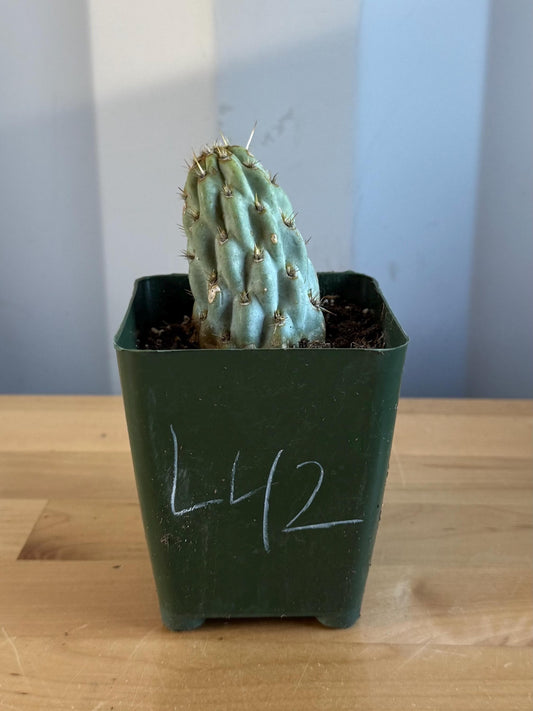 4-inch Miqueliopuntia miquelii (L42) | Opuntia miquelii