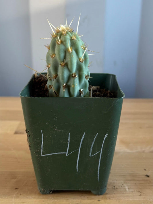 4-inch Miqueliopuntia miquelii (L44) | Opuntia miquelii