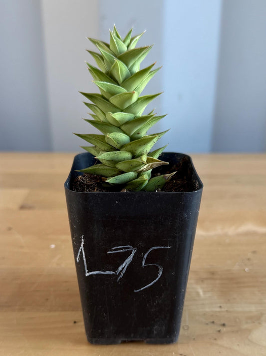 Astroloba spiralis (L75)
