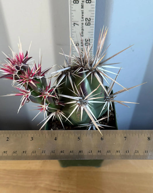 4-inch Opuntia invicta (L46) | Corynopuntia invicta