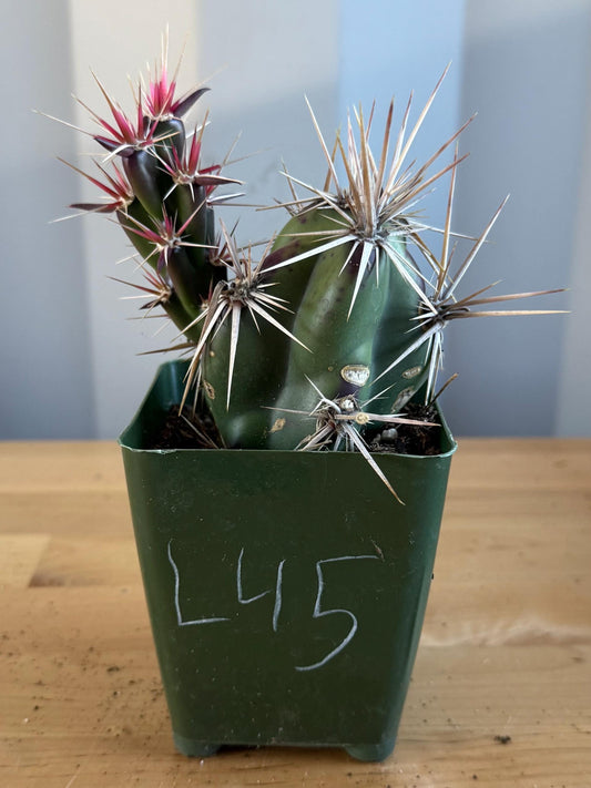 4-inch Opuntia invicta (L45) | Corynopuntia invicta