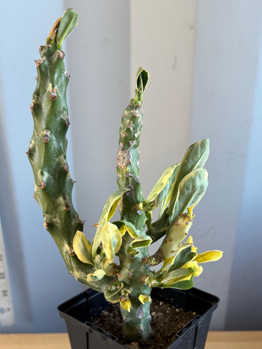 Euphorbia neriifolia variegata (L11) | Euphorbia Neriifolia Variegated