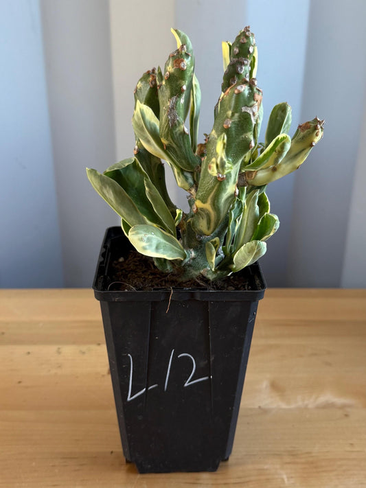 Euphorbia neriifolia variegata (L12) | Euphorbia Neriifolia Variegated