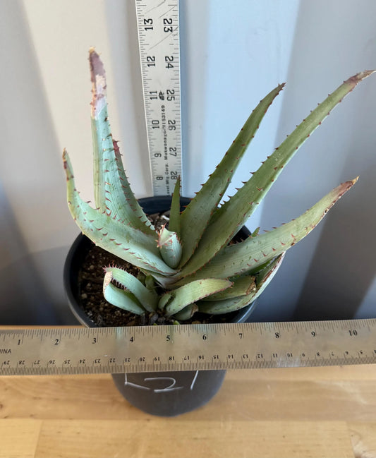 Aloe Glauca (L21) | 'Blue Aloe' Aloe Glauca