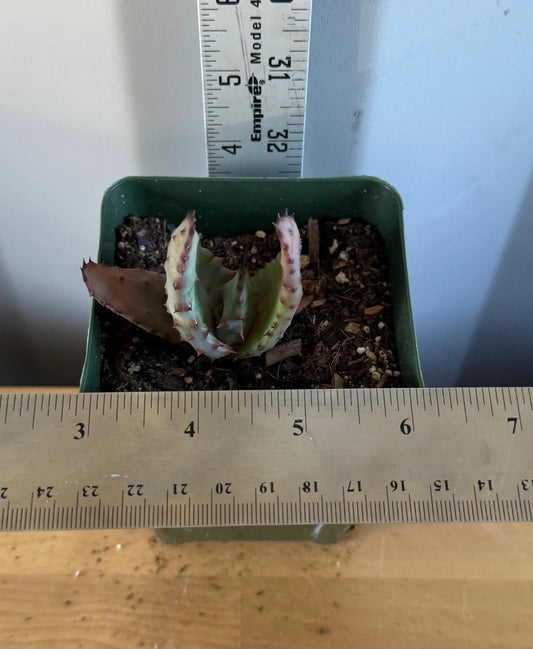 4-inch Aloe Marlothii (L39) | ‘Mountain Aloe’
