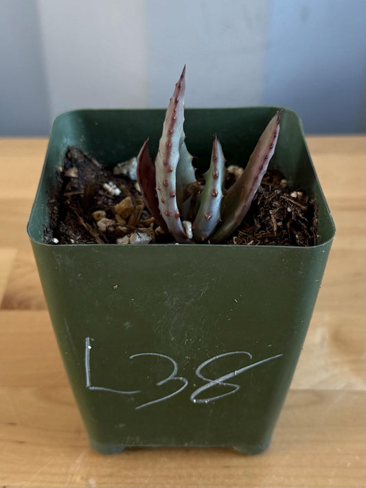 4-inch Aloe Marlothii (L38) | ‘Mountain Aloe’