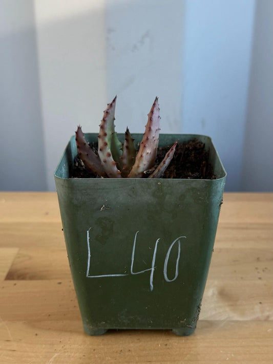 4-inch Aloe Marlothii (L40) | ‘Mountain Aloe’