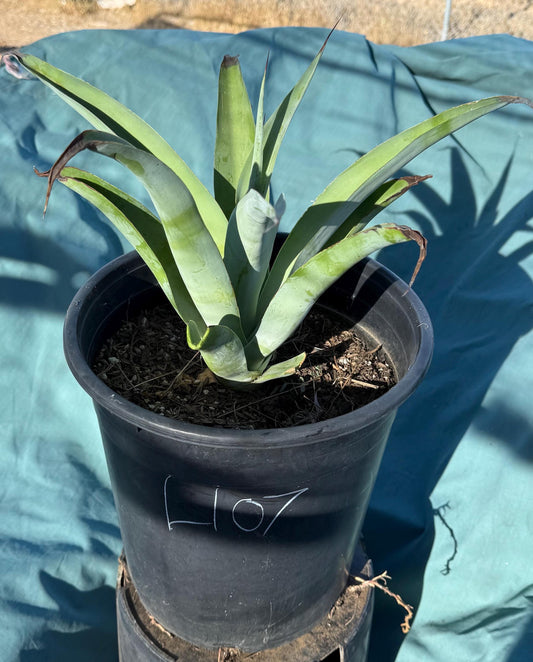 5-gal Octopus Agave (L107) | Agave vilmoriniana