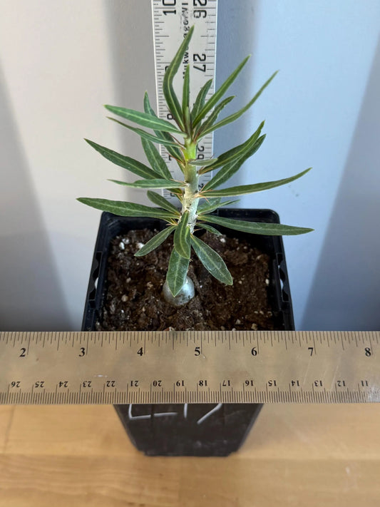4-inch Pachypodium bispinosum (L17)