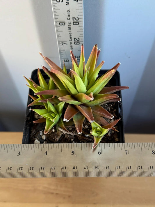 4-inch Haworthia glabrata (L3) | Haworthia attenuata var. glabrata
