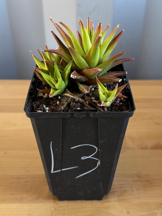 4-inch Haworthia glabrata (L3) | Haworthia attenuata var. glabrata