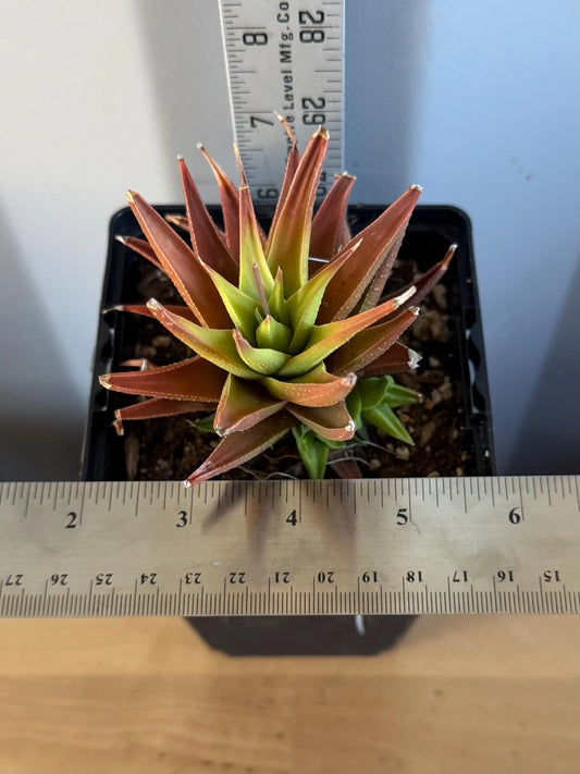 4-inch Haworthia glabrata (L4) | Haworthia attenuata var. glabrata
