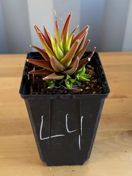4-inch Haworthia glabrata (L4) | Haworthia attenuata var. glabrata