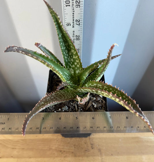Aloe 'Cynthia Giddy' (L62)