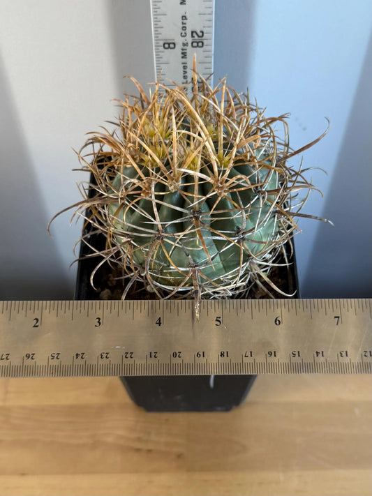 SUPER RARE Yellow Ferocactus | Ferocactus chrysacanthus (L14)