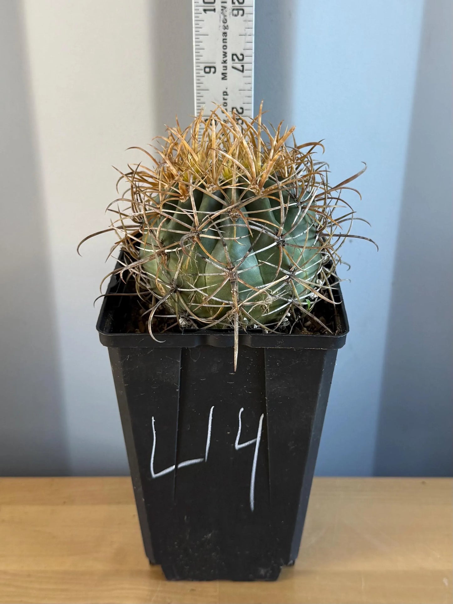 SUPER RARE Yellow Ferocactus | Ferocactus chrysacanthus (L14)