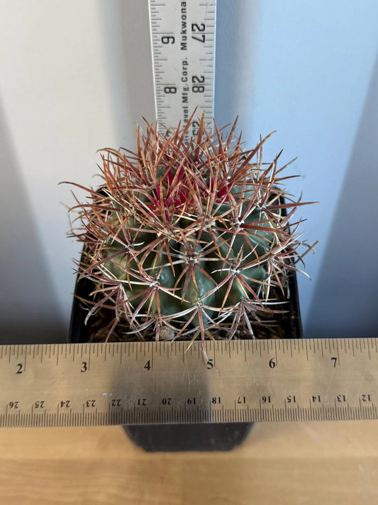 SUPER RARE Red Ferocactus | Ferocactus chrysacanthus var. rubrispinus (L15)