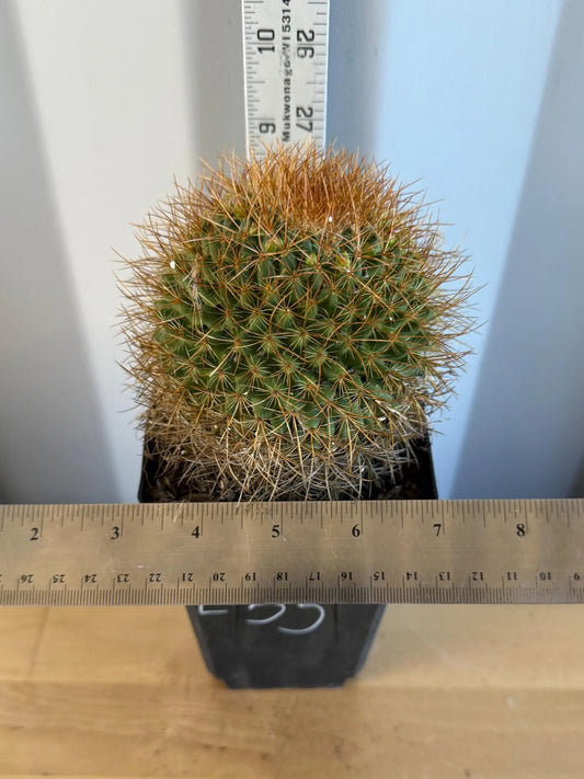 Mammillaria  (L55)