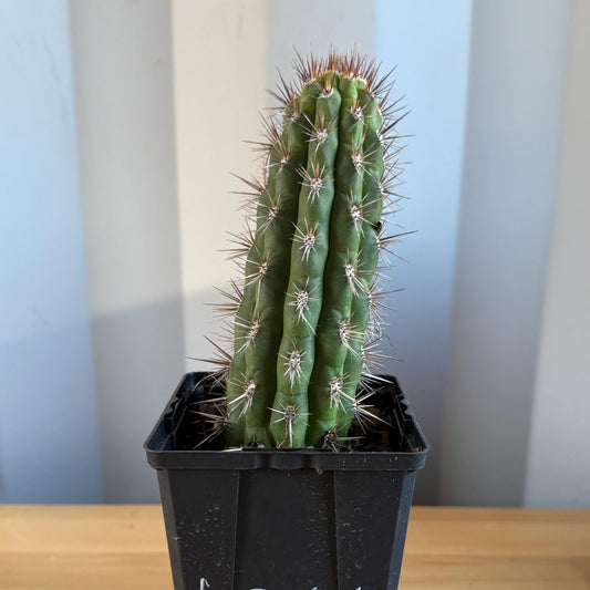 Cleistocactus fieldianus (L34)