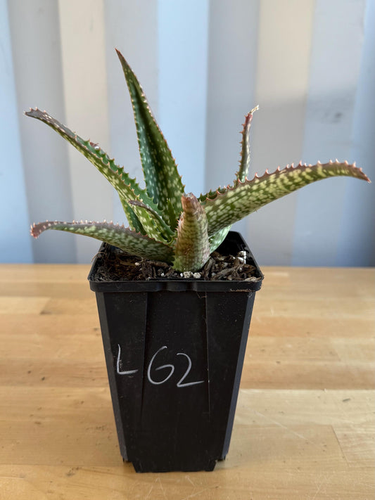 Aloe 'Cynthia Giddy' (L62)