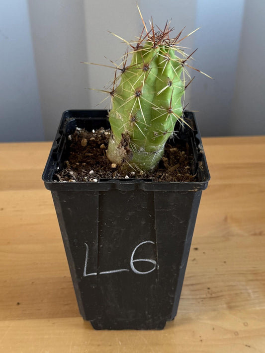 Echinocereus pentalophus (L6) | 'Lady Finger' Cactus