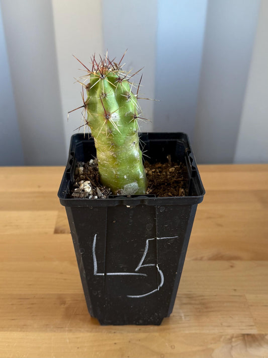 Echinocereus pentalophus (L5) | 'Lady Finger' Cactus