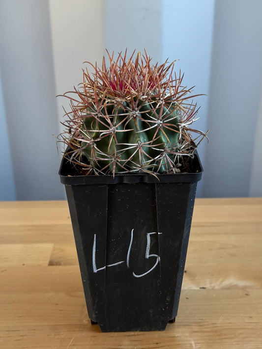 SUPER RARE Red Ferocactus | Ferocactus chrysacanthus var. rubrispinus (L15)