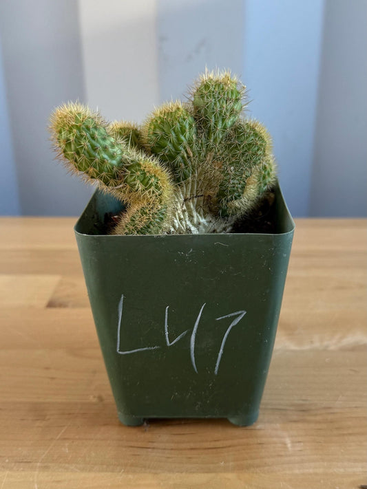 Crested Golden 'Rat Tail' Cactus | Cleistocactus winteri cristata (L47)