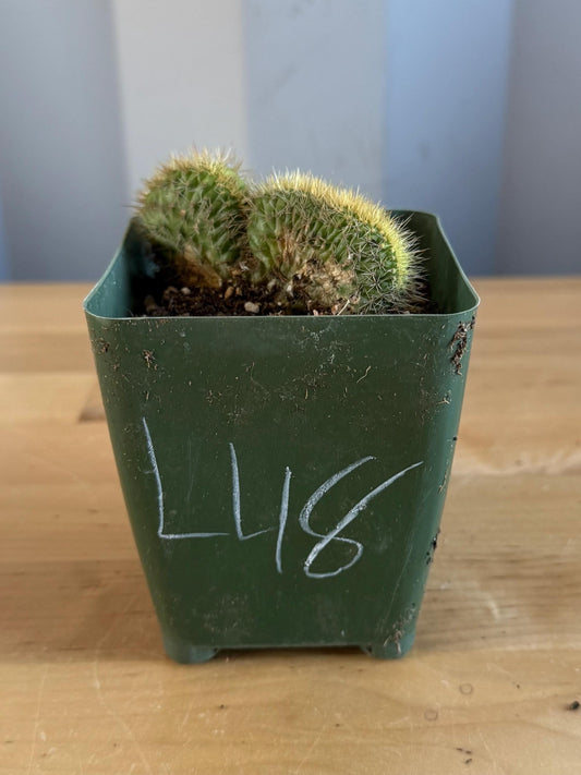 Crested Golden 'Rat Tail' Cactus | Cleistocactus winteri cristata (L48)